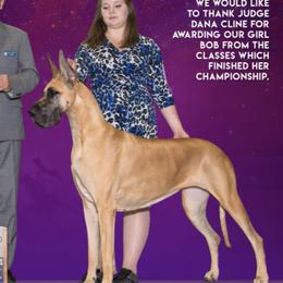 Great Danes from DSD Danes