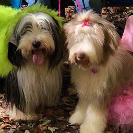 Bearded Collie All Grown Up from Meadows Bearded Collies