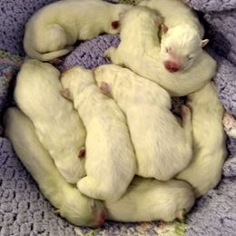 Samoyed Puppies from Pyles Of Smiles
