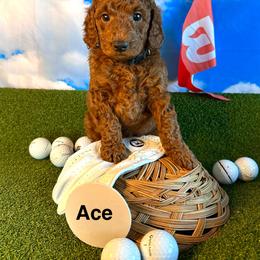 Ace - Red  male Goldendoodle puppy in Chelan, Washington from North Cascades Doodles