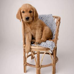 Pops - Dark golden male Golden Retriever puppy in Buhl, Idaho from Atkinson's Goldens