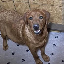Rose - Labrador Retriever