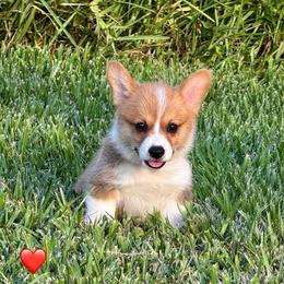 Louie - Red Collar Boy - Red male Pembroke Welsh Corgi puppy in Yulee, Florida from Pembroke Welsh Corgis at Belle Haven
