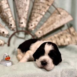 Gray boy - White and black male English Springer Spaniel puppy in Cleburne, Texas from Powers English Springer Spaniels