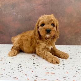 Nusa - Red male Cavapoo puppy in Beresford, South Dakota from DAKOTA DOOD RANCH