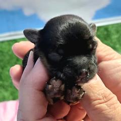 Joy - Black gold and white female Shorkie puppy in Aurora, Missouri from KnJ Precious Paws LLC