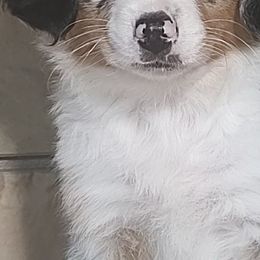 Miniature American Shepherds and Miniature Australian Shepherds from Buck-Run Puppies