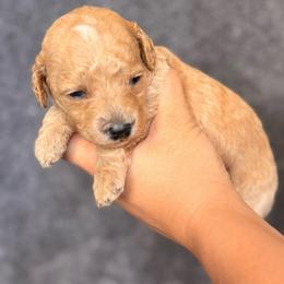 Mochi - Apricot female Goldendoodle puppy in Sacramento, California from GoldenDoodle Love