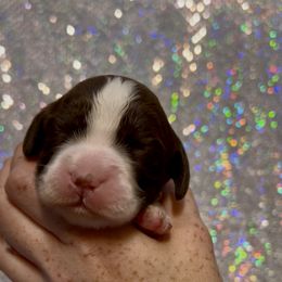 Girl 2 - Liver and white female English Springer Spaniel puppy in Scio, Oregon from Starlet Springers