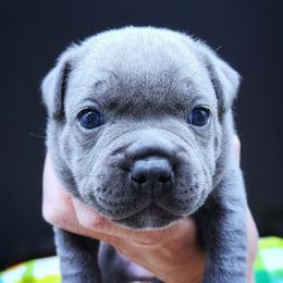 Ebony - Blue female Staffordshire Bull Terrier puppy in Dallas, Texas from Wild Blue Staffords