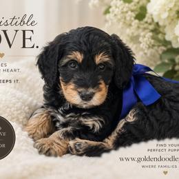 Smokey - Merle male Goldendoodle puppy in Aurora, Illinois from Chicago Goldendoodles