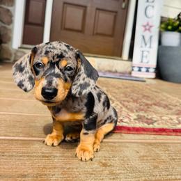 CANNOLI - Dapple male Dachshund puppy in Holtwood, Pennsylvania from Holly Hill Dachshunds