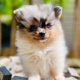 Waffles (Blue and Tan Merle Parti Male) - Blue merle male Pomeranian puppy in Buck Valley, Pennsylvania from Buck Valley Pomeranians