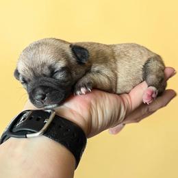 Meme - Black sabled fawn female Chihuahua puppy in Harlan, Iowa from Home Grown Chihuahuas From Iowa
