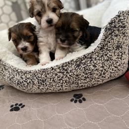 Goldendoodle and Havapoo Puppies from Lady Paws Puppies