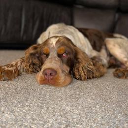 Tucker - English Springer Spaniel