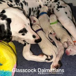 Dalmatian Puppies from Glasscock Dalmatians