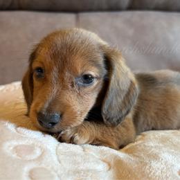 Louie - Sable male Dachshund puppy in Jonesboro, Illinois from Twin Hills Dachshunds