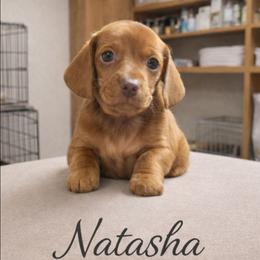 Natasha - Red female Dachshund puppy in New Caney, Texas from BouncinMiniWeenies