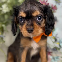 Miso - Tri-color female Cavalier King Charles Spaniel puppy in Yuciapa, California from AlltheDoodlez_