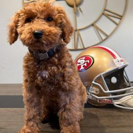 Kippy - Red  male Goldendoodle puppy in South Jordan, Utah from Wasatch Pup
