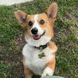 Waverly - Sable female Pembroke Welsh Corgi puppy in Middleburg, Florida from Mulkeys Little Corgis