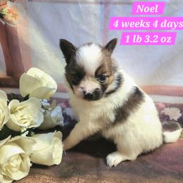 Noel - White female Companion Cross puppy in Davenport, Washington from Lovely Ladies and Little Asses Miniature Equines (L3A Pomeranians & Papillons)