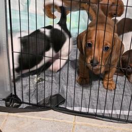 LAINEY - Red female Dachshund puppy in San Antonio, Texas from Little Paws Doxies