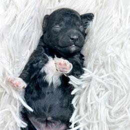 Oreo - Black female Poodle puppy in from Pink Poodles and Doodles