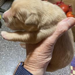 Boy 4 - Dark golden male Golden Retriever puppy in Sacramento Area, California from Gold Country Golden Retrievers