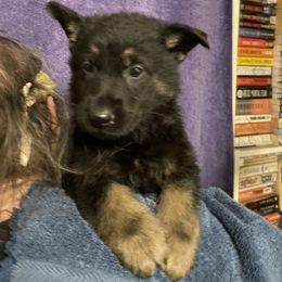 BOY - Black and red male German Shepherd puppy in Bennington, Vermont from Vom Eichenhain GSD's