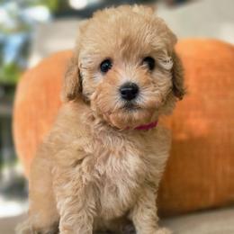 KitKat Red - Red female Cavapoo puppy in Lincolnton, North Carolina from Cuddable Pups
