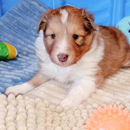 Charlotte - Sable merle and white female Shetland Sheepdog puppy in Aliquippa, Pennsylvania from Fancypants Shetland Sheepdogs