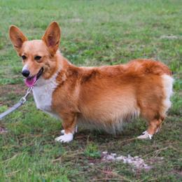 Rose - Pembroke Welsh Corgi