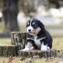 Harvest - Black tri female Miniature Australian Shepherd puppy in White Oak, Texas from Triple Lake Ranch Miniature Australian Shepherds