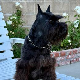 Yeye - Black female Miniature Schnauzer puppy in Wildomar, California from My Angel Schnauzers
