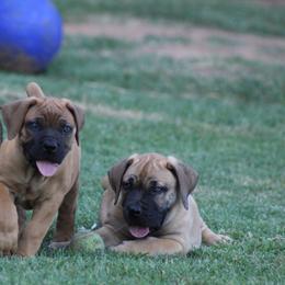 Fresca - Reddish brown female Boerboel puppy in Shawnee, Oklahoma from TXT Boerboels