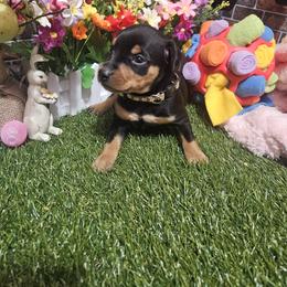 Kelo - Black and rust male Miniature Pinscher puppy in Baton Rouge, Louisiana from Pike's Pups