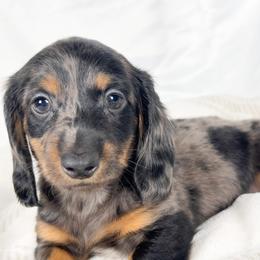 Honeydew - Dapple male Dachshund puppy in Sacramento, California from MiniDoxPups