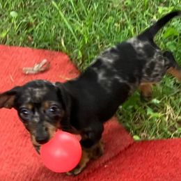 Daphne - Dapple female Dachshund puppy in Frederick, Colorado from Get low Mini Dachshunds