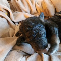 Wave - Black phantom Aussiedoodle puppy in Vernal, Utah from Adorable Aussiedoodles
