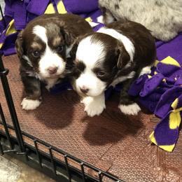 Aussiedoodle Puppies from Ohana Companions