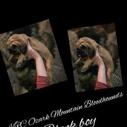 Boy 6 - Red male Bloodhound puppy in Stone Hill, Missouri from KRC Ozark Mountain Bloodhounds