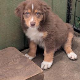 Red tri thin line mask - Red tri-color male Australian Shepherd puppy in Yamhill, Oregon from TLC Dream and Pureland Australian Shepherds