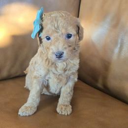 Honey - Apricot female Goldendoodle puppy in Mohnton, Pennsylvania from Stony Meadow Puppies