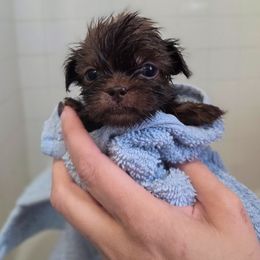 Belle (Eleanor Roosevelt) - Purple Collar - Chocolate female Shih Tzu puppy in Troy, Ohio from Oodles of Doodles