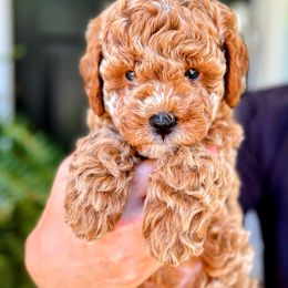 Cavapoo Puppies from Carolina Springs Breeding