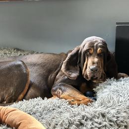 Hilly - Liver and tan female Bloodhound puppy in Wamego, Kansas from Flint Hills Hounds