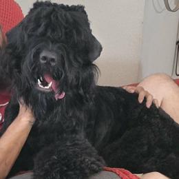 Candy - Black female Black Russian Terrier puppy in Spring Hill, Florida from Black Powder Kennel