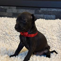 Red ribbon girl - Black female Italian Greyhound puppy in Duvall, Washington from Hunter_Moon Hounds